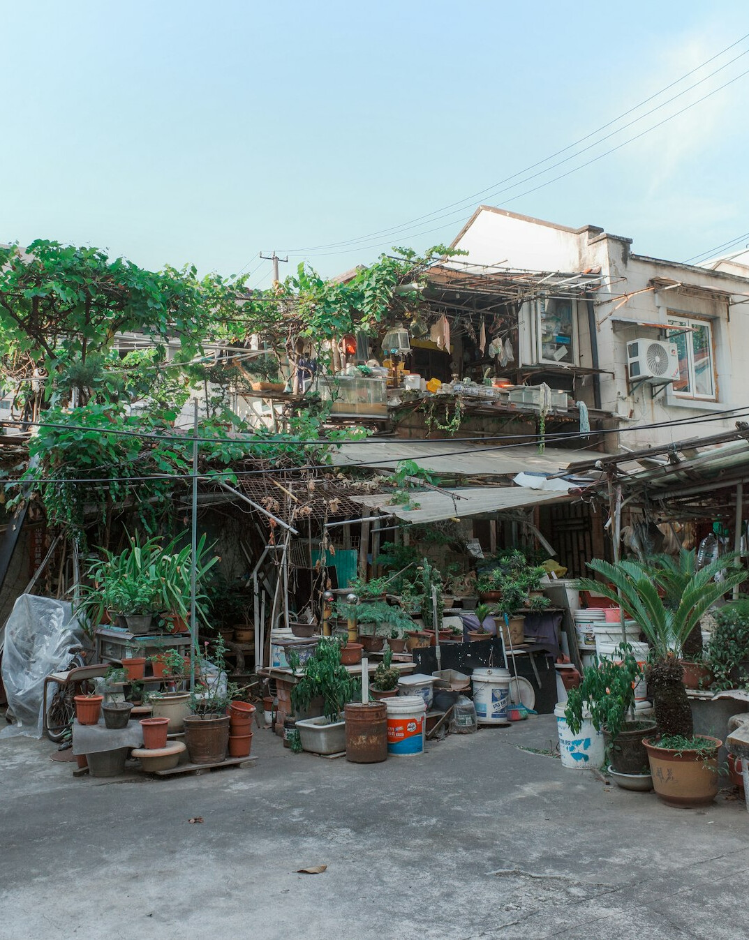 people planting trees in city